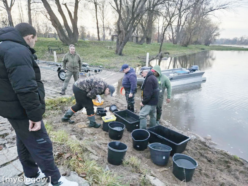 Badają ryby w Odrze