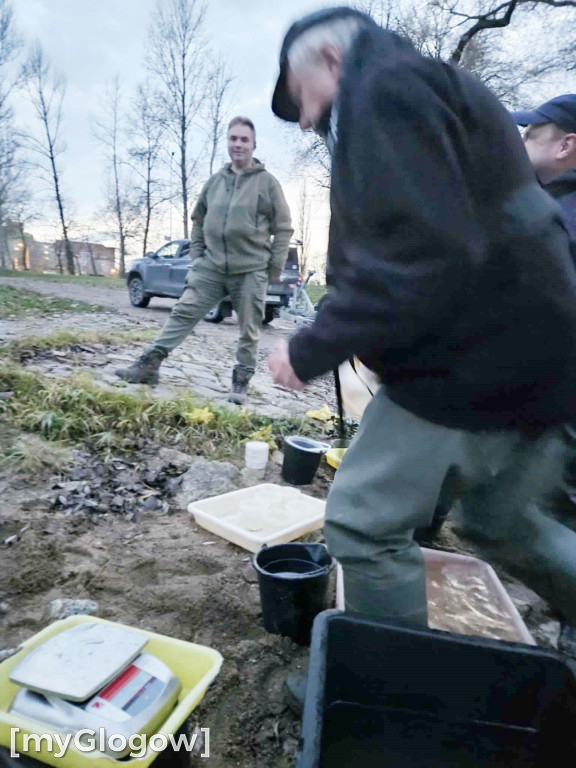 Badają ryby w Odrze