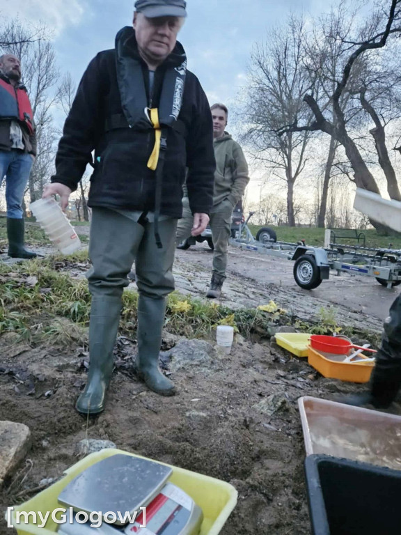 Badają ryby w Odrze