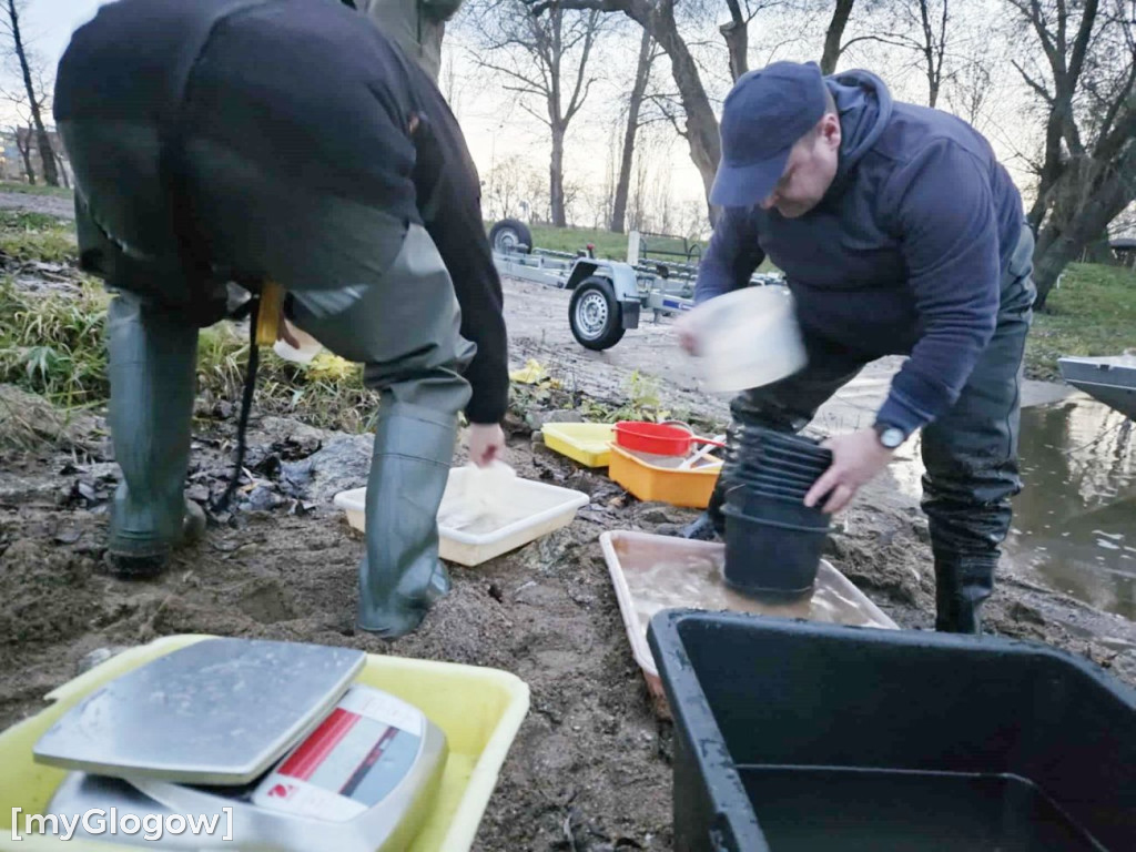 Badają ryby w Odrze