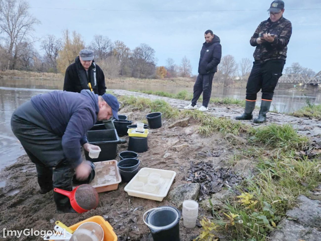 Badają ryby w Odrze