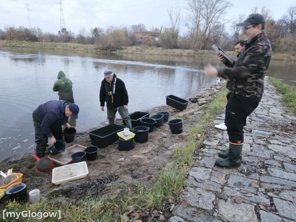 Badają ryby w Odrze