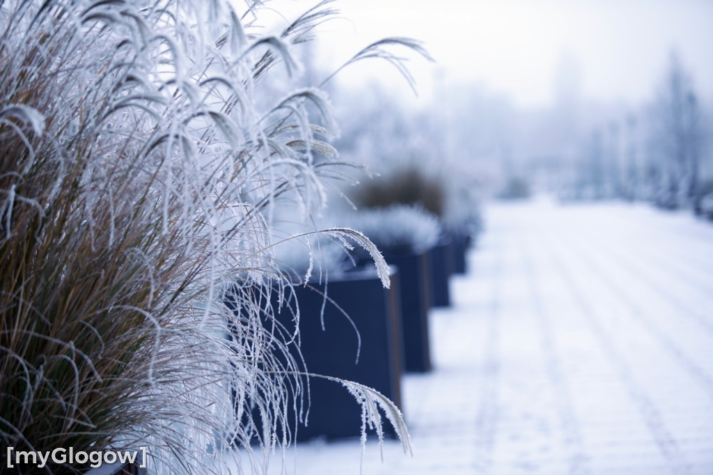 Mroźny, ale jak piękny poranek w Głogowie