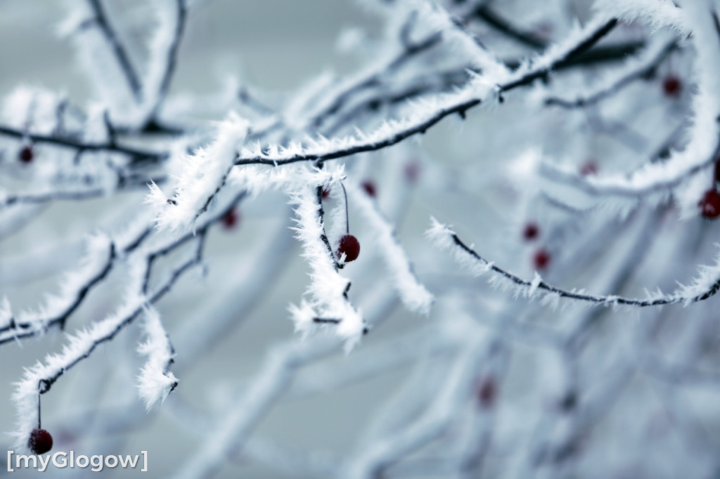Mroźny, ale jak piękny poranek w Głogowie
