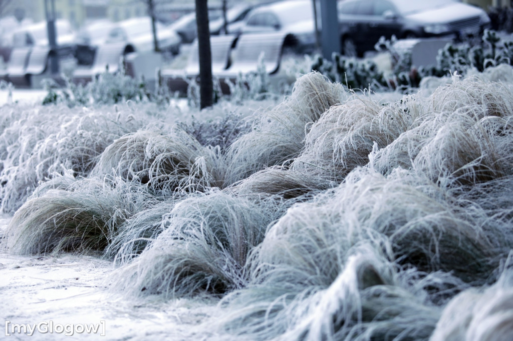 Mroźny, ale jak piękny poranek w Głogowie