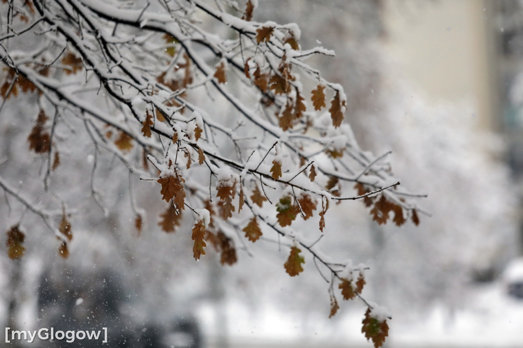 Zima w Głogowie! Ale zrobiło się biało