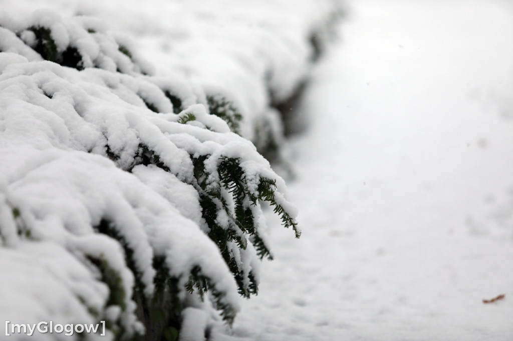 Zima w Głogowie! Ale zrobiło się biało