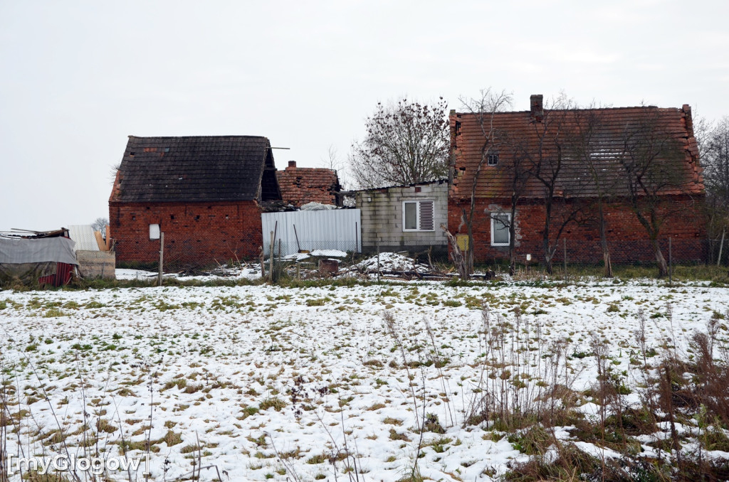 Zwierzęta żyły w strasznych warunkach