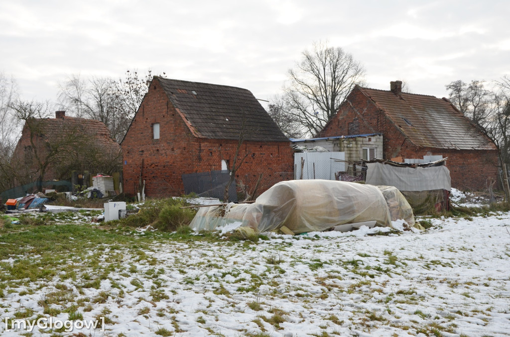 Zwierzęta żyły w strasznych warunkach