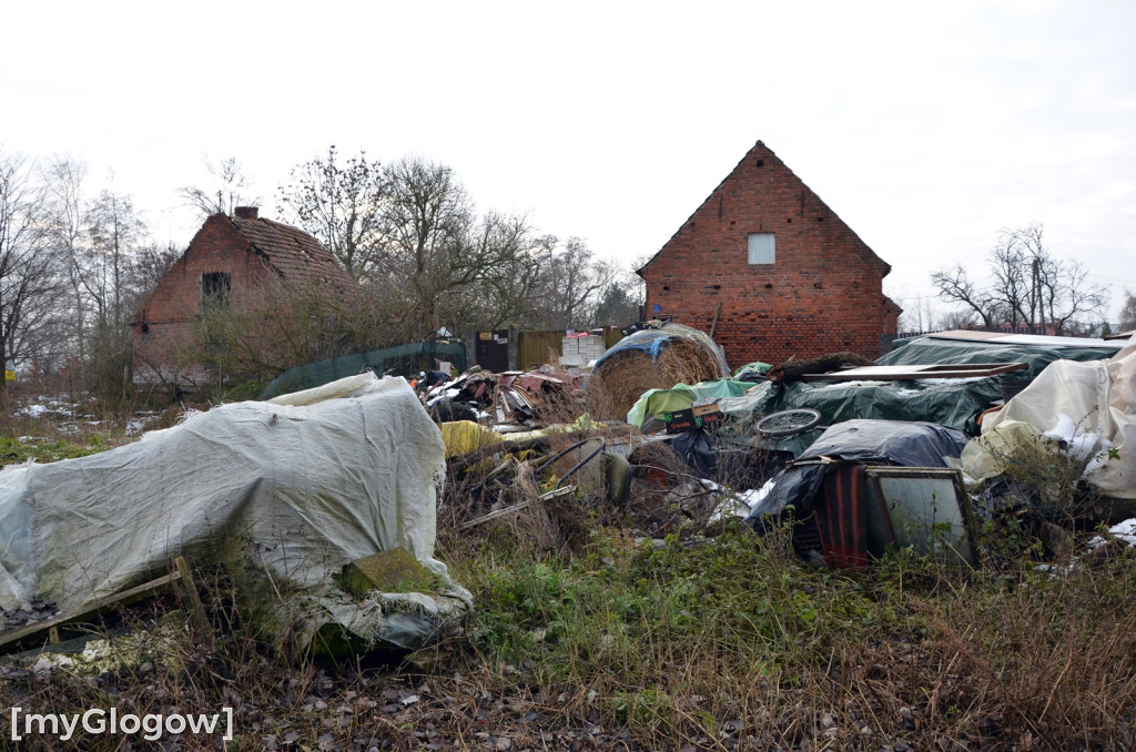 Zwierzęta żyły w strasznych warunkach