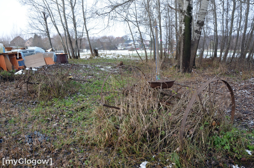 Zwierzęta żyły w strasznych warunkach