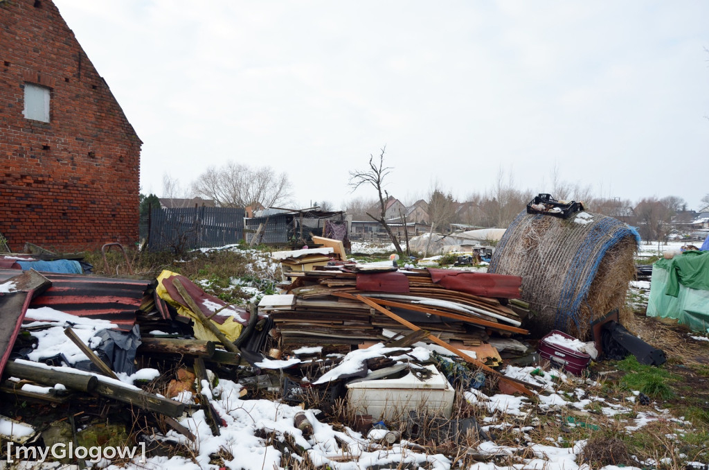 Zwierzęta żyły w strasznych warunkach