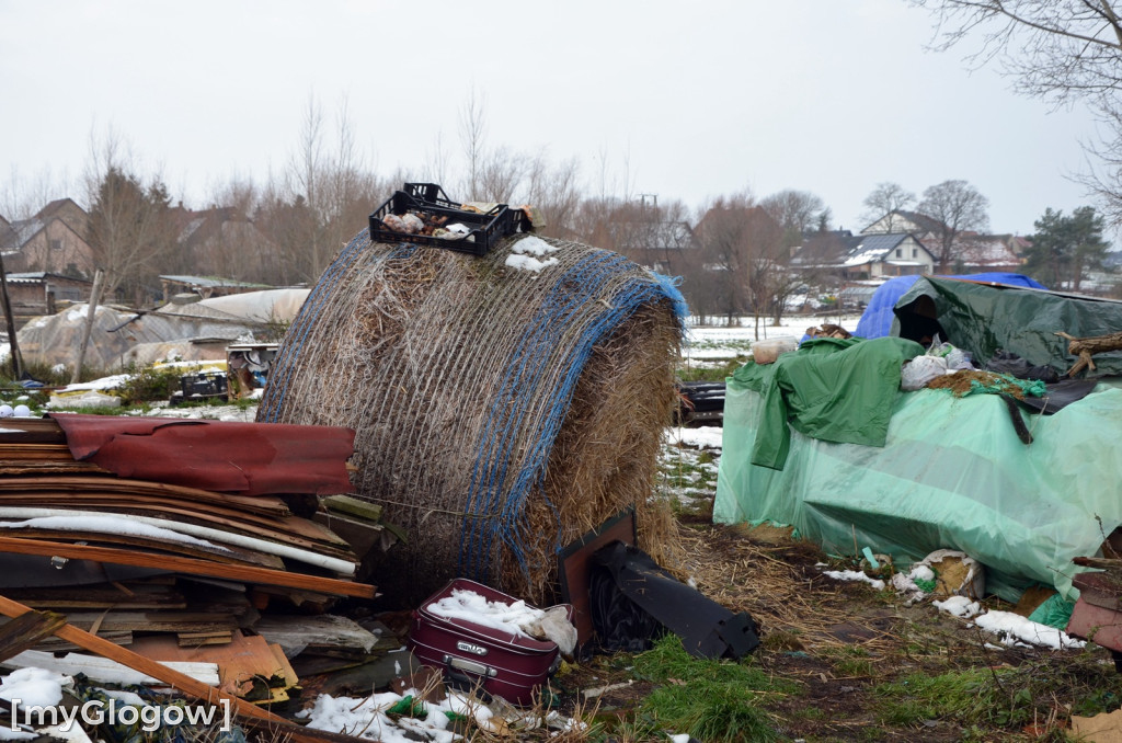 Zwierzęta żyły w strasznych warunkach