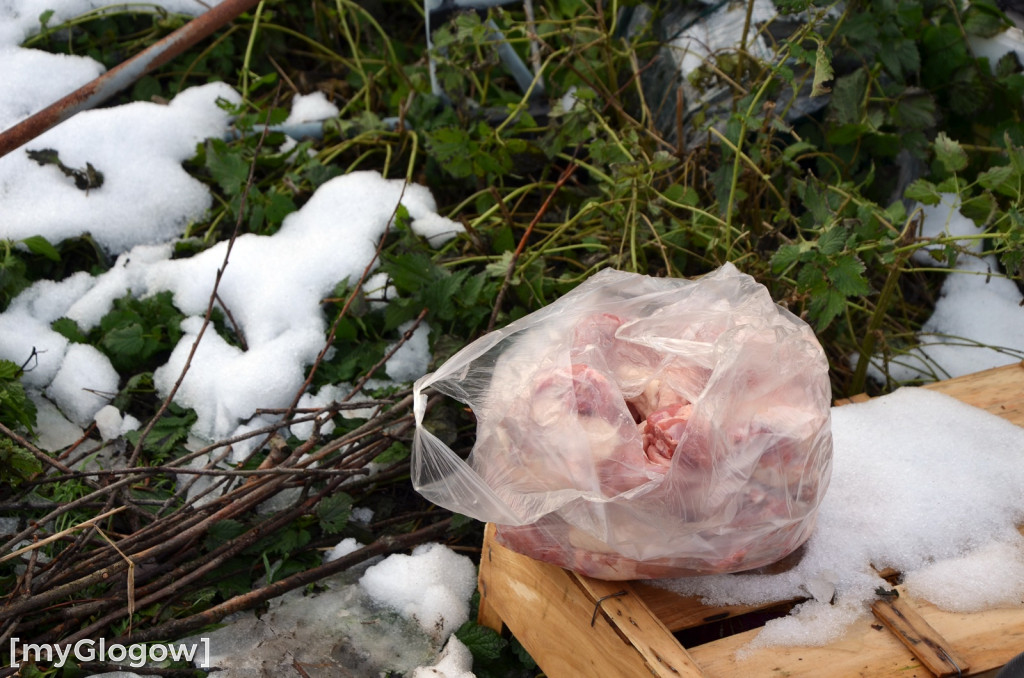 Zwierzęta żyły w strasznych warunkach