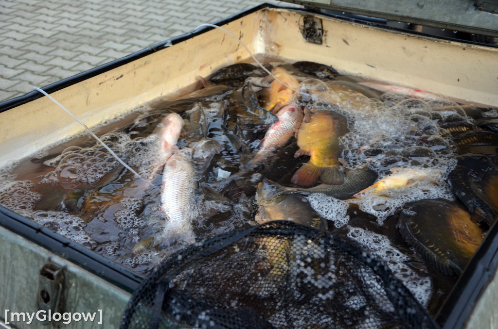 Świąteczne zakupy na targu w Głogowie