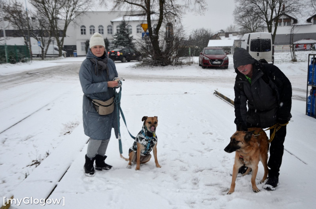 Sylwester w azylu Amicusa w Głogowie