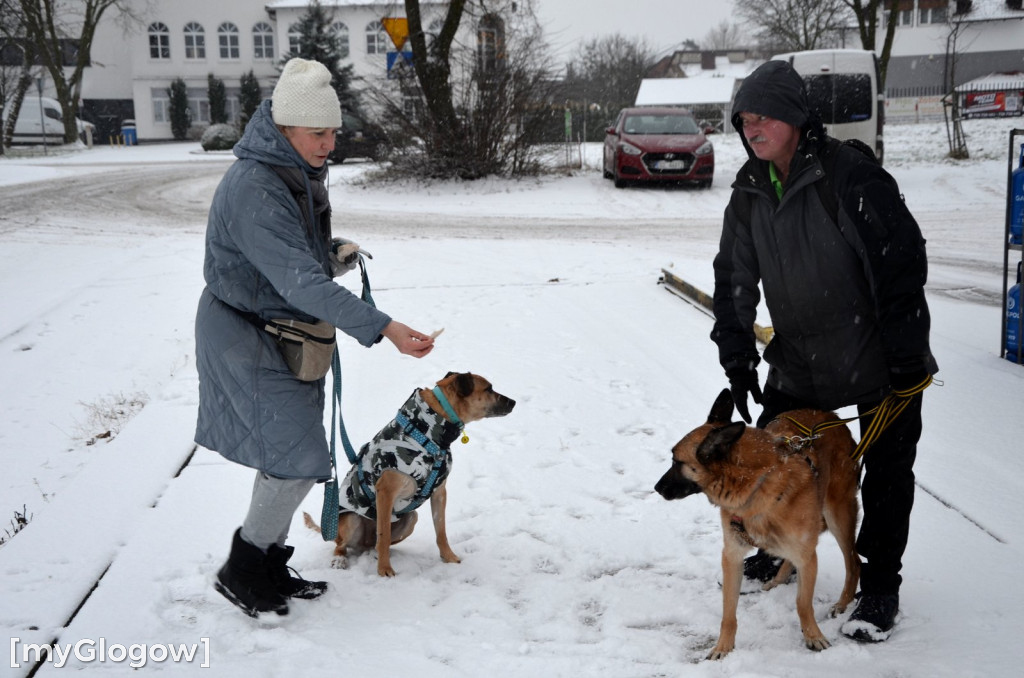 Sylwester w azylu Amicusa w Głogowie