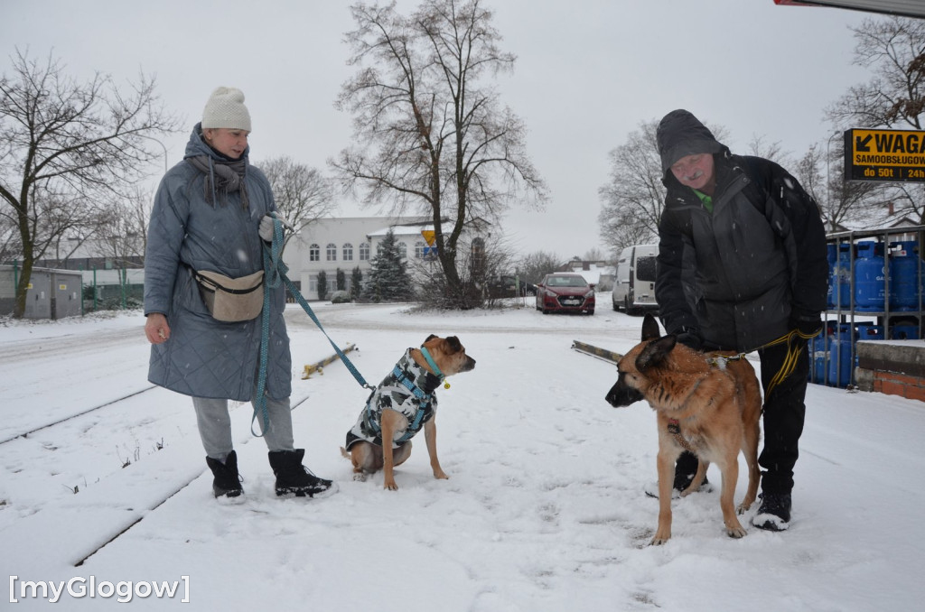 Sylwester w azylu Amicusa w Głogowie