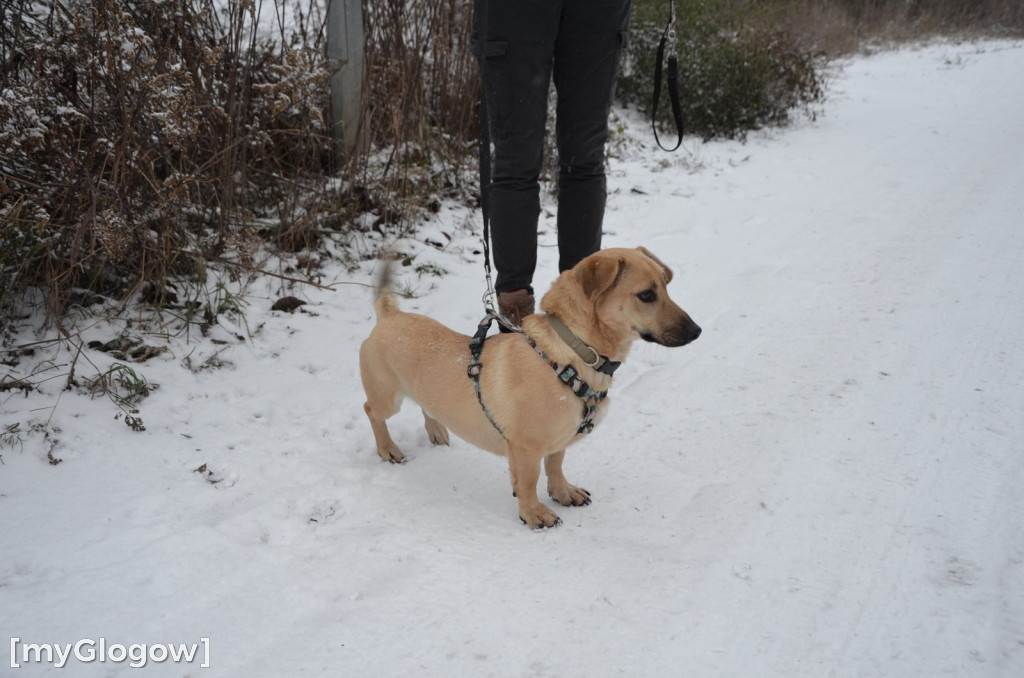 Sylwester w azylu Amicusa w Głogowie