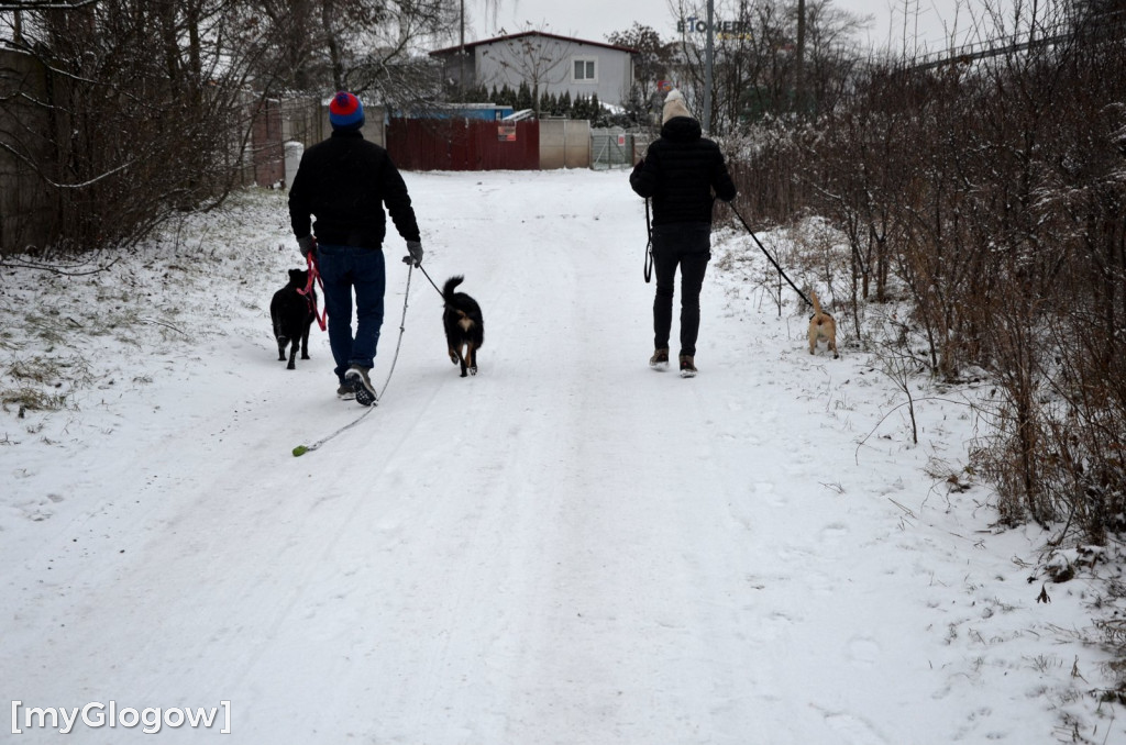 Sylwester w azylu Amicusa w Głogowie