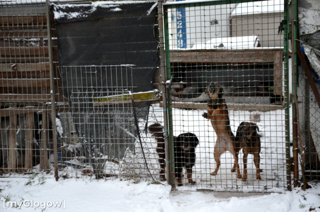 Sylwester w azylu Amicusa w Głogowie