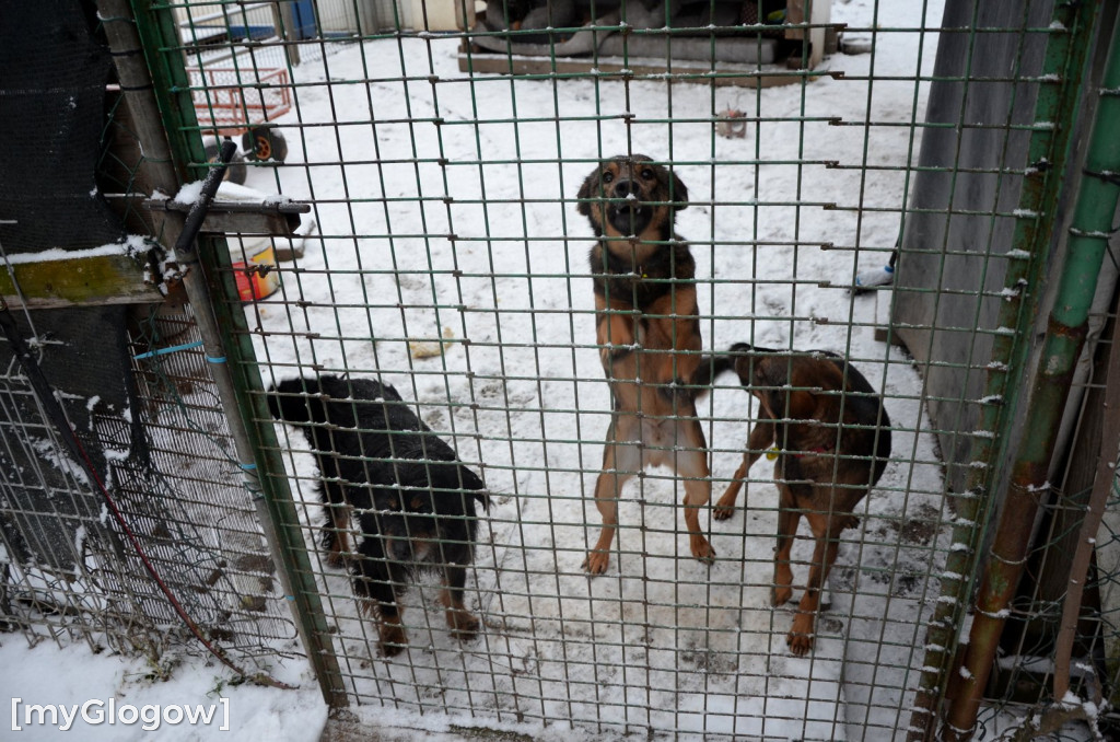 Sylwester w azylu Amicusa w Głogowie