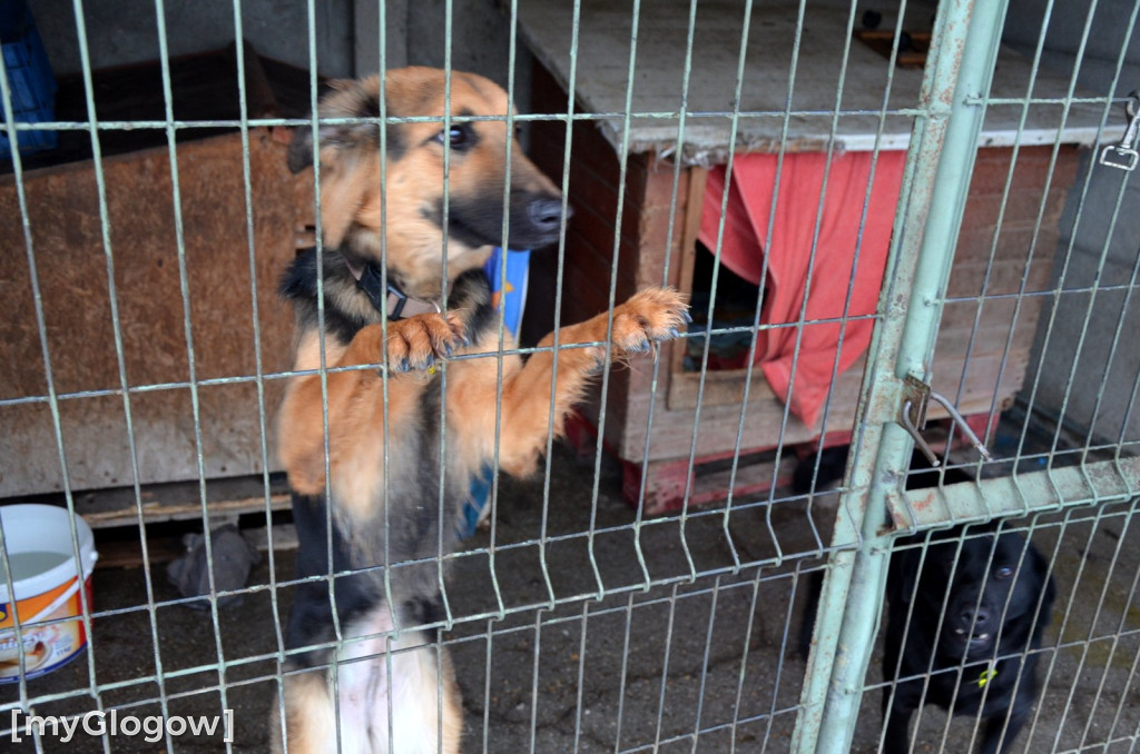 Sylwester w azylu Amicusa w Głogowie