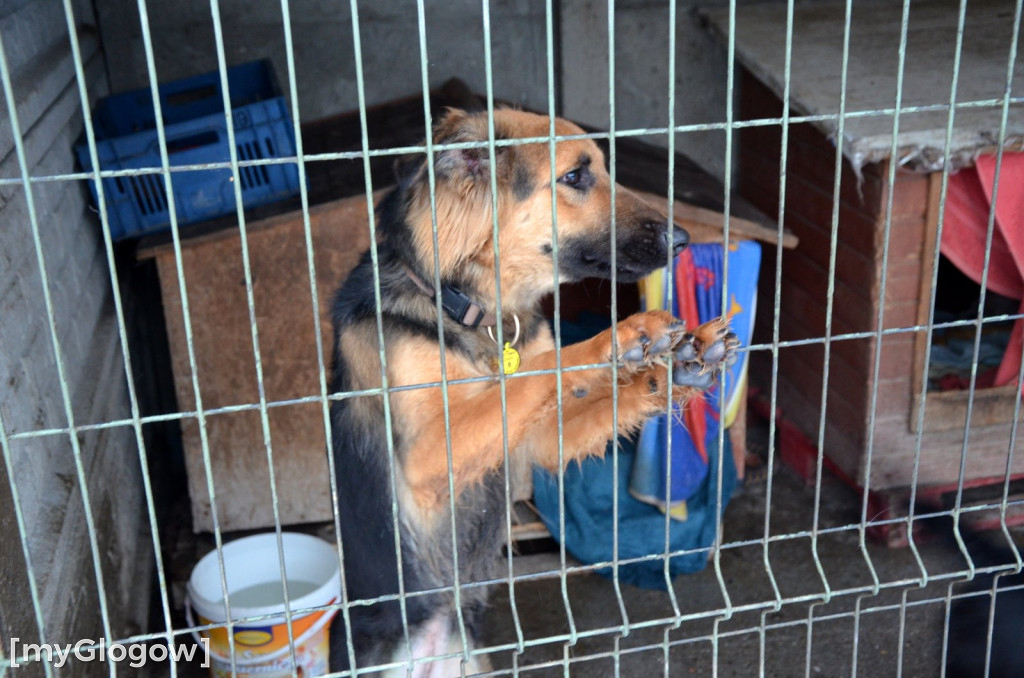 Sylwester w azylu Amicusa w Głogowie