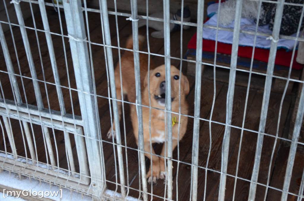 Sylwester w azylu Amicusa w Głogowie