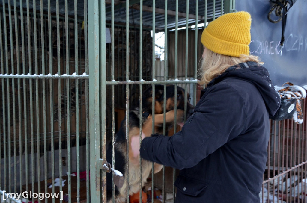 Sylwester w azylu Amicusa w Głogowie