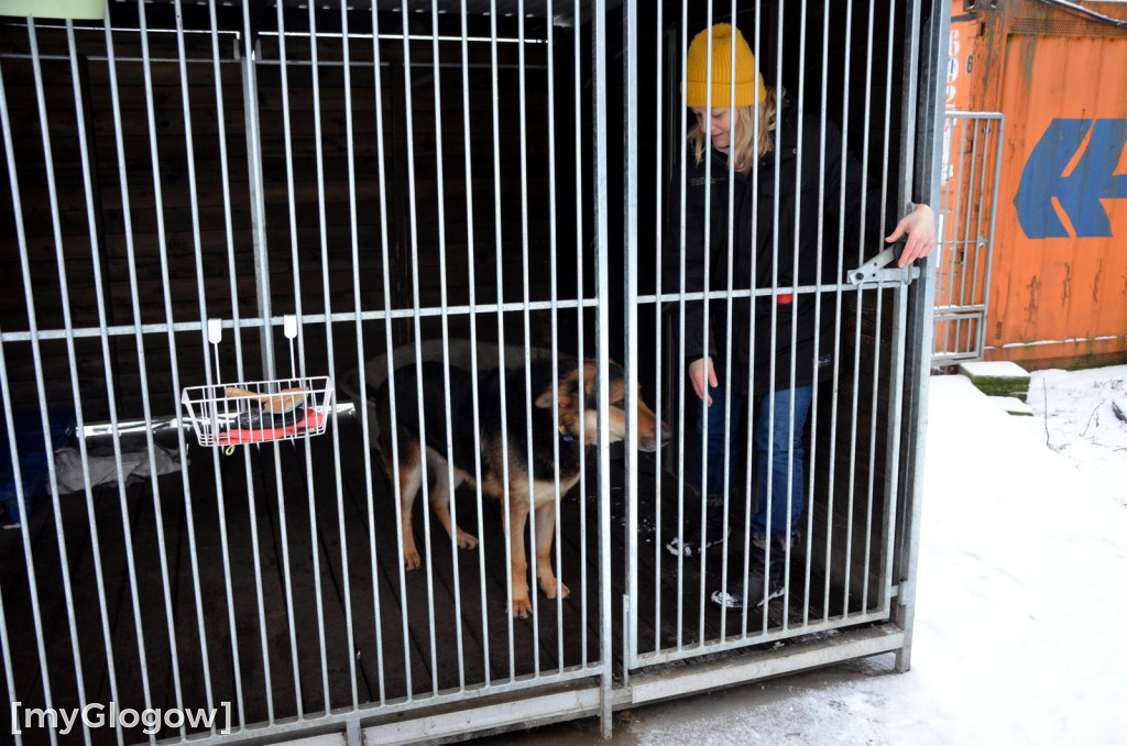 Sylwester w azylu Amicusa w Głogowie