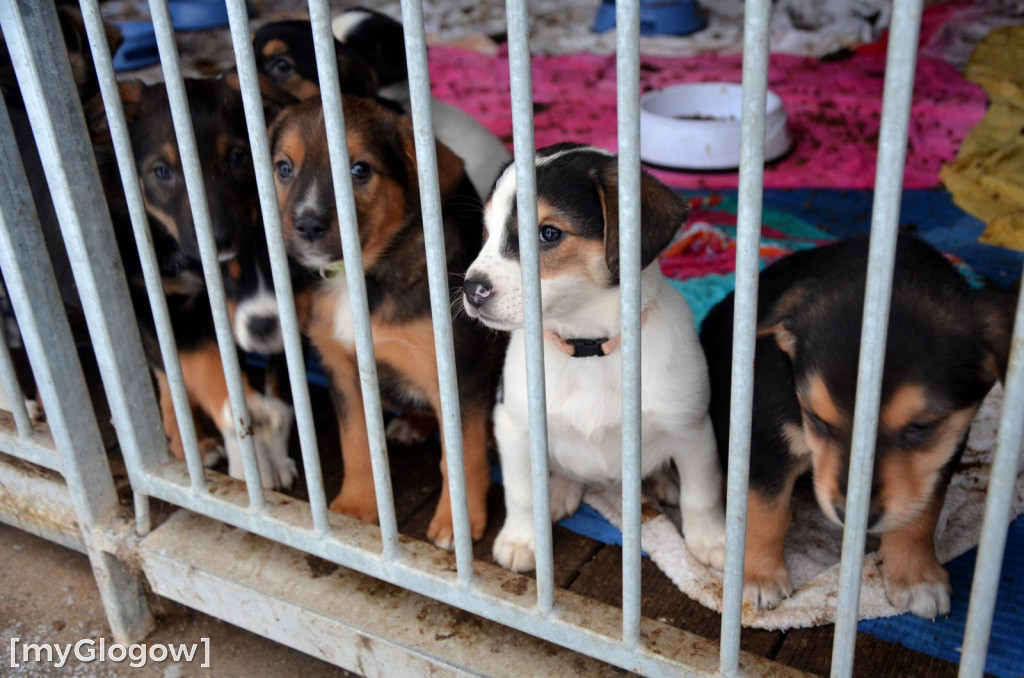 Sylwester w azylu Amicusa w Głogowie