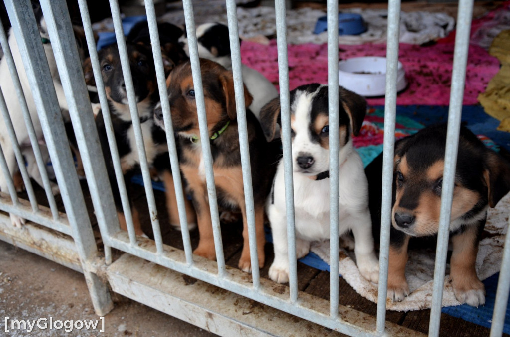 Sylwester w azylu Amicusa w Głogowie