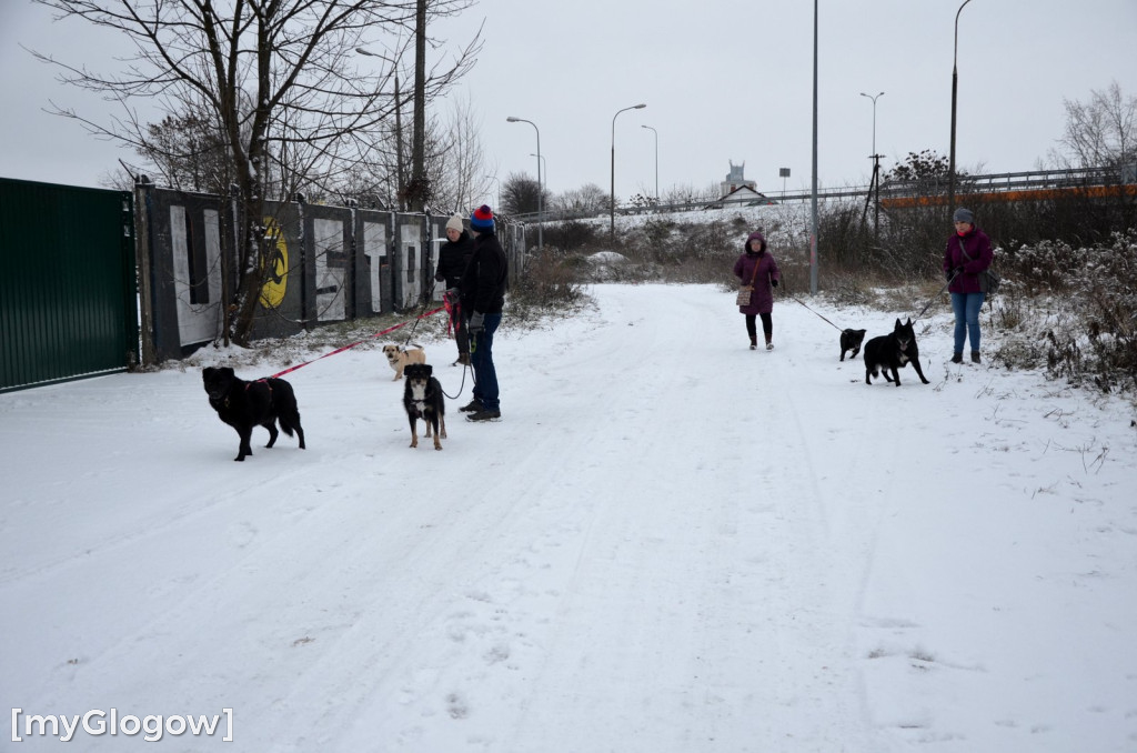 Sylwester w azylu Amicusa w Głogowie
