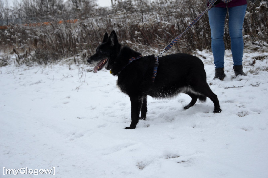 Sylwester w azylu Amicusa w Głogowie