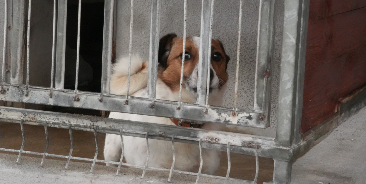 Wielka akcja w głogowskim schronisku