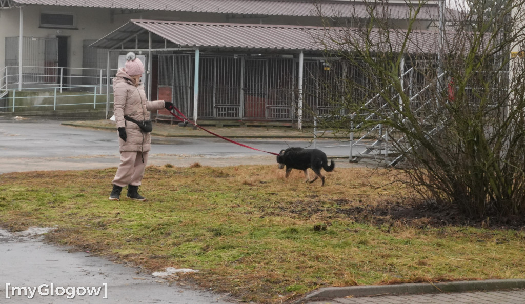 Wielka akcja w głogowskim schronisku