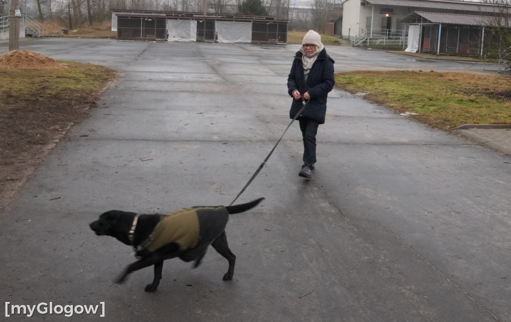 Wielka akcja w głogowskim schronisku