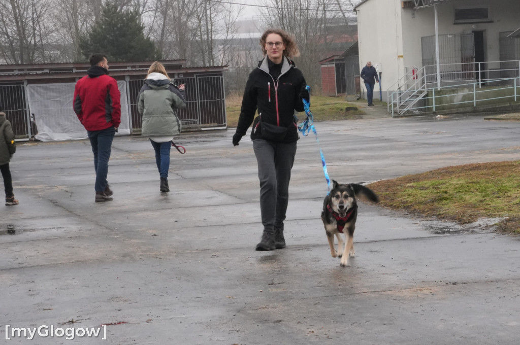 Wielka akcja w głogowskim schronisku