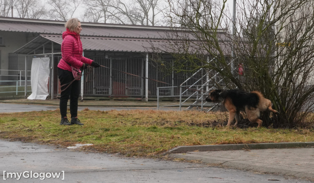 Wielka akcja w głogowskim schronisku