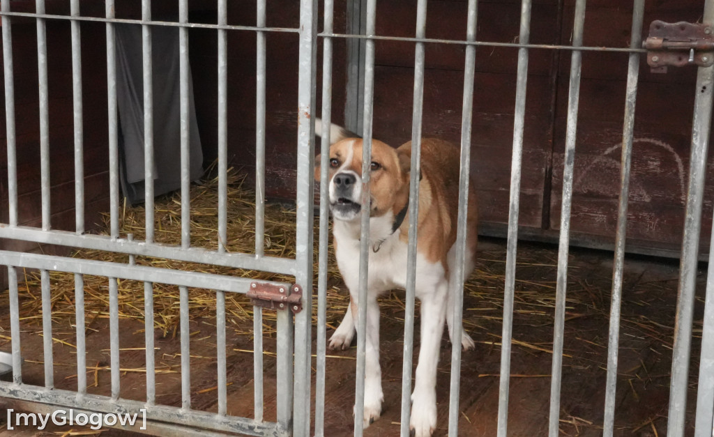 Wielka akcja w głogowskim schronisku