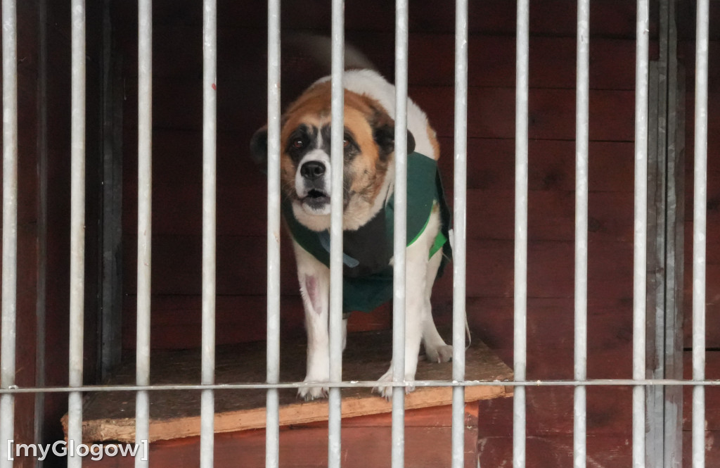 Wielka akcja w głogowskim schronisku