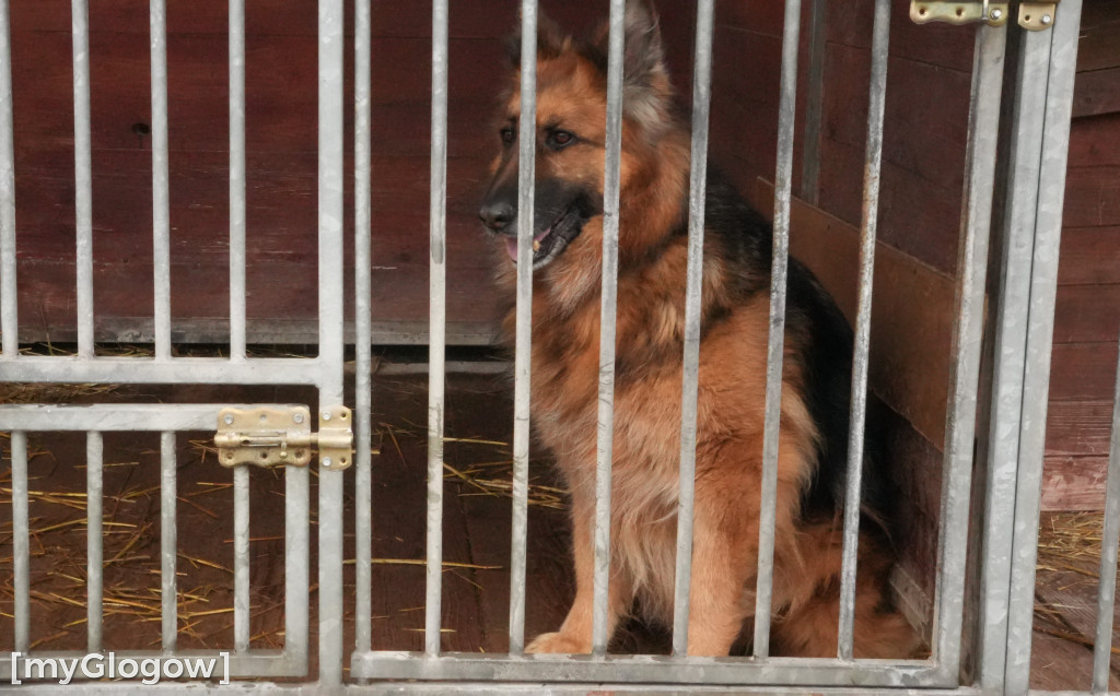 Wielka akcja w głogowskim schronisku