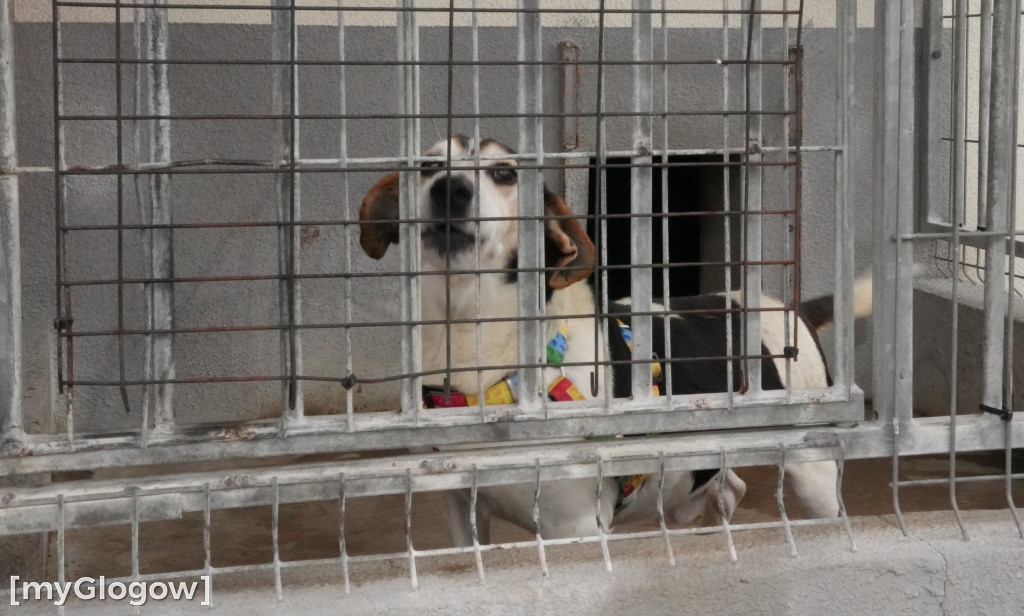 Wielka akcja w głogowskim schronisku