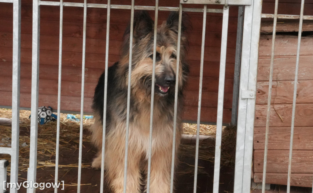 Wielka akcja w głogowskim schronisku