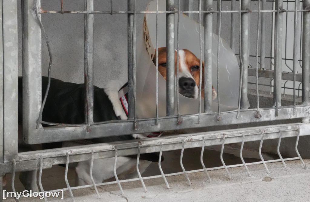 Wielka akcja w głogowskim schronisku