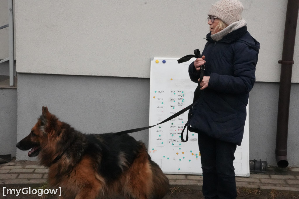 Wielka akcja w głogowskim schronisku