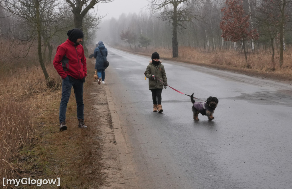 Wielka akcja w głogowskim schronisku