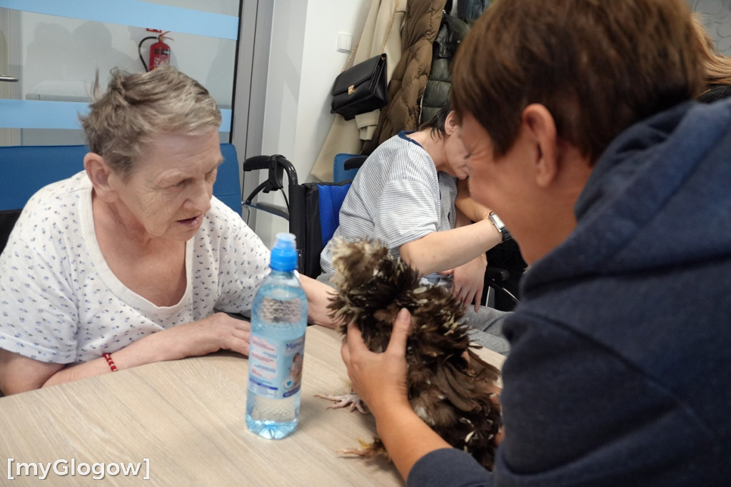 Terapia z kurami w hospicjum