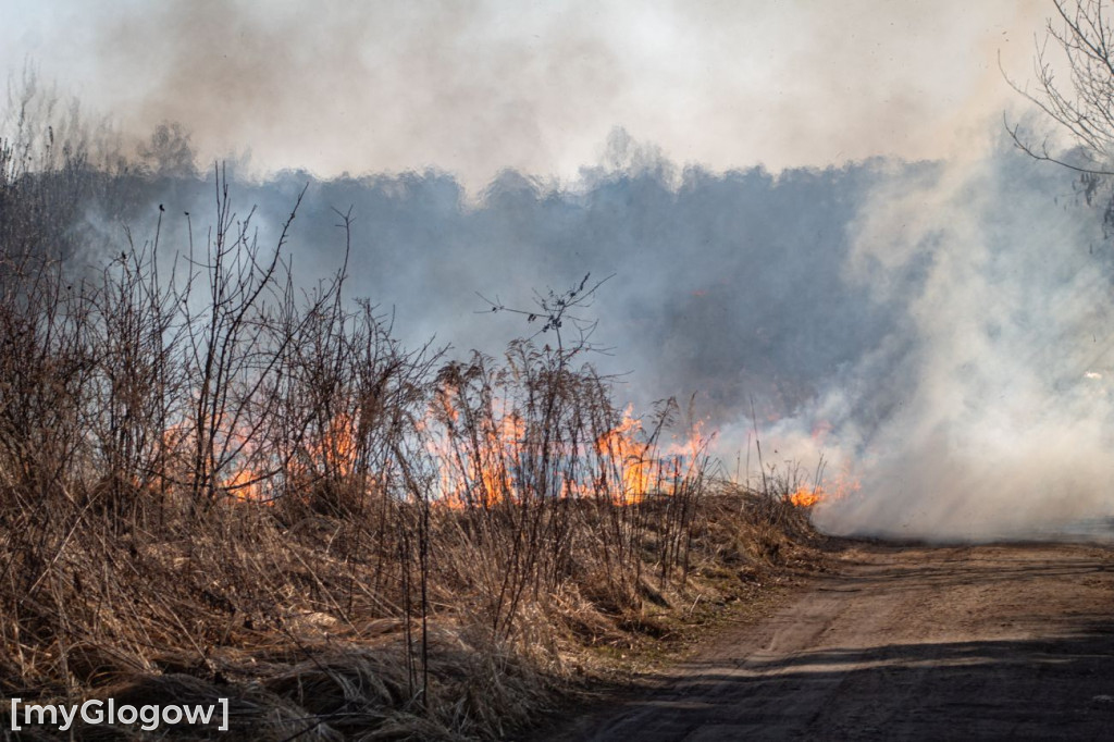 Płoną trawy i nieużytki
